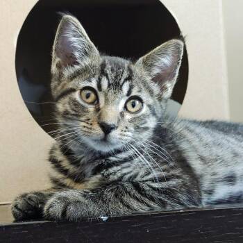 Wasabi -  Domestic Short Hair Cat for Adoption in Pompano Beach, Florida - Wasabi | PetCurious