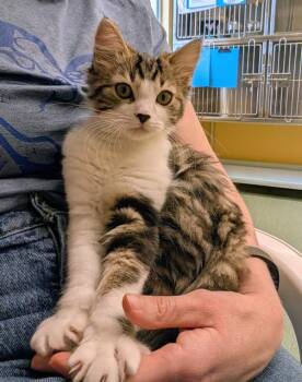 Zoya -  Domestic Medium Hair Cat Available for Adoption in Sechelt, British Columbia - Zoya | PetCurious