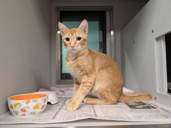 Bart -  Domestic Short Hair Cat for Adoption in Rowlett, Texas - Bart | PetCurious