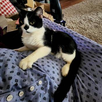 Domestic Short Hair Cats Available for Adoption - Luigi | PetCurious