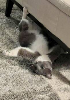 Russian Blue and Domestic Short Hair Cats Available for Adoption - Theo (male) | PetCurious