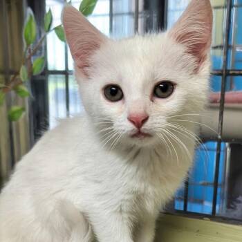 Chiclet -  Domestic Short Hair Cat for Adoption in West Jefferson, Ohio - Chiclet | PetCurious