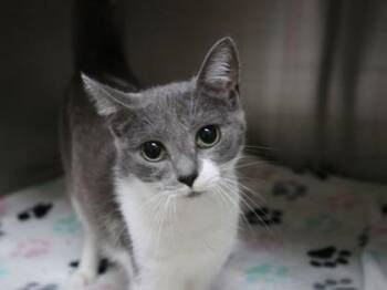 Cinderella -  Domestic Short Hair Cat for Adoption in Brunswick, Georgia - Cinderella | PetCurious