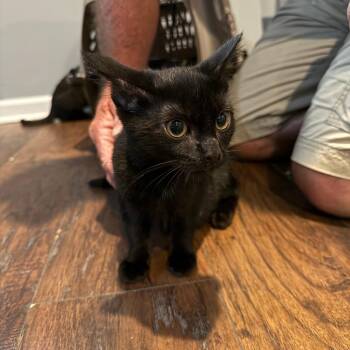 Domestic Short Hair Cats Available for Adoption - Cole | PetCurious