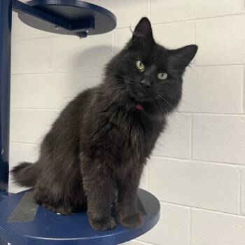 Cabbage -  Domestic Medium Hair Cat for Adoption in Fairport, New York - Cabbage | PetCurious