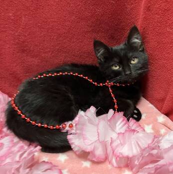 Domestic Short Hair Cats Available for Adoption - Cortina | PetCurious