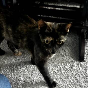 Nacho -  Domestic Short Hair Cat for Adoption in Huntsville, Alabama - Nacho | PetCurious