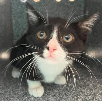 Domestic Short Hair Cats Available for Adoption - Suki | PetCurious