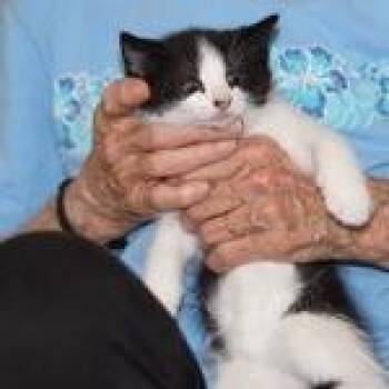 Buster 2 -  Domestic Short Hair Cat for Adoption in Winchester, Virginia - Buster 2 | PetCurious