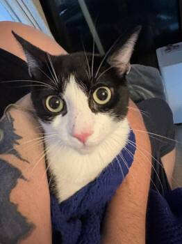 Wallaby -  Domestic Short Hair Cat for Adoption in New Milford, Connecticut - Wallaby | PetCurious