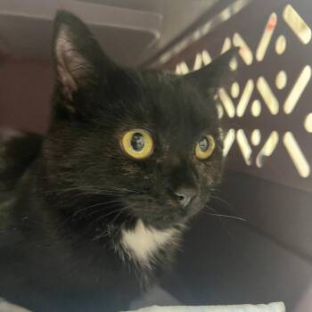 Harmony Bear -  Domestic Short Hair Cat for Adoption in New York, New York - Harmony Bear | PetCurious
