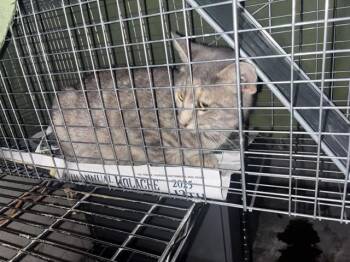 Domestic Short Hair Cats Available for Adoption in Dallas, Texas - ANA 4 | PetCurious