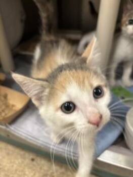 Tinker -  Domestic Short Hair Cat for Adoption in Honolulu, Hawaii - Tinker | PetCurious