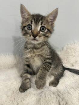 Domestic Short Hair Cats Available for Adoption in Chicago, Illinois - Jasper | PetCurious
