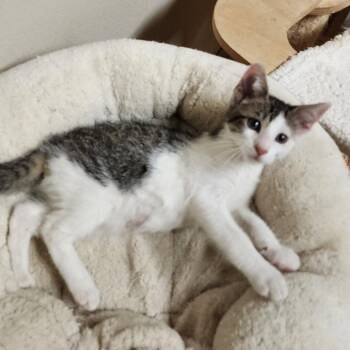 Sparkle -  Domestic Short Hair Cat for Adoption in Houston, Texas - Sparkle | PetCurious