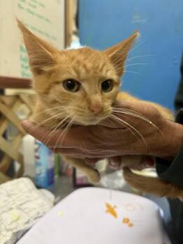 Domestic Short Hair Cats Available for Adoption - Dior 23C-0245 | PetCurious