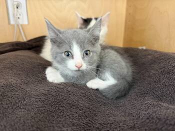 Kohl -  Domestic Short Hair Cat for Adoption in Bonnyville, Alberta - Kohl | PetCurious