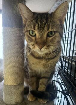 Rescue Tabby Cats for Adoption in Monroeville, Pennsylvania - Mallory | PetCurious