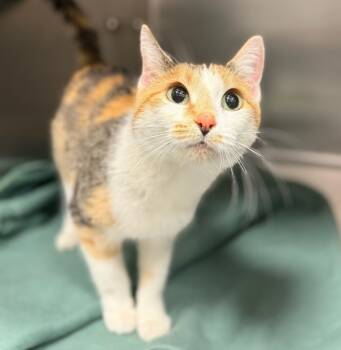 Rescue Domestic Short Hair Cats for Adoption in Sheboygan, Wisconsin - Isabella | PetCurious