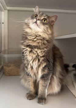 Rescue Domestic Long Hair Cats for Adoption in Memphis, Tennessee - Minnie | PetCurious