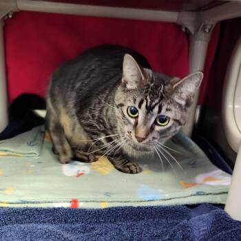 Rescue Domestic Short Hair Cats for Adoption in Walker, Michigan - Stella | PetCurious