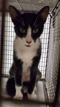 A2478014 -  Domestic Short Hair Cat for Adoption in Fort Lauderdale, Florida - A2478014 | PetCurious