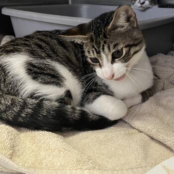 American Shorthair Cats Available for Adoption in Lakeland, Florida - Copper | PetCurious