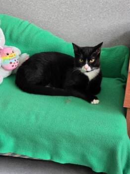 Domestic Short Hair Cats Available for Adoption - Lion | PetCurious