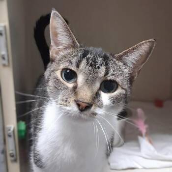 Lucky -  Domestic Short Hair Cat for Adoption in Monticello, Iowa - Lucky | PetCurious