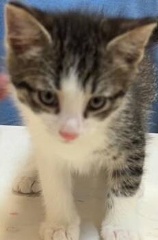 Domestic Short Hair Cats Available for Adoption in Elizabethton, Tennessee - ARROW | PetCurious