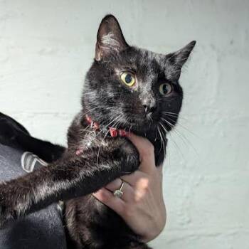 Choco Cat -  Domestic Short Hair Cat for Adoption in Johnstown, Pennsylvania - Choco Cat | PetCurious