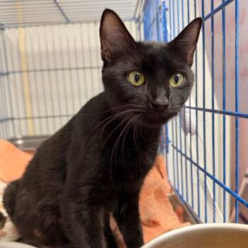 Domestic Short Hair Cats Available for Adoption - Cloverleaf | PetCurious