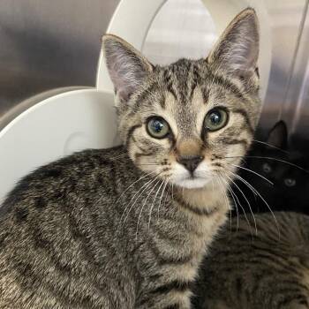 Lou Anne (blue) -  Domestic Short Hair Cat for Adoption in Greensboro, North Carolina - Lou Anne (blue) | PetCurious