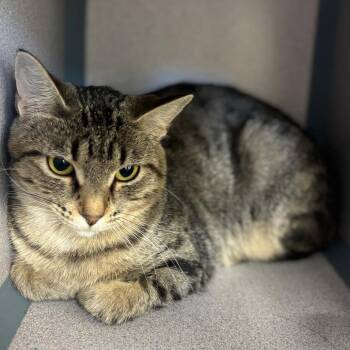 Olivia -  Domestic Short Hair Cat for Adoption in Marshalltown, Iowa - Olivia | PetCurious