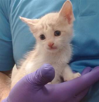 VANILLA -  Domestic Short Hair Cat for Adoption in Doral, Florida - VANILLA | PetCurious