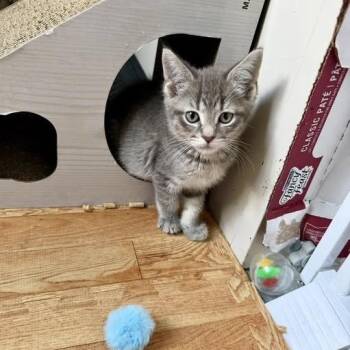 River -  Domestic Short Hair Cat for Adoption in Richland, Michigan - River | PetCurious