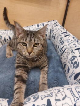 Rescue Domestic Short Hair and Tabby Cats for Adoption - Bow Peep | PetCurious