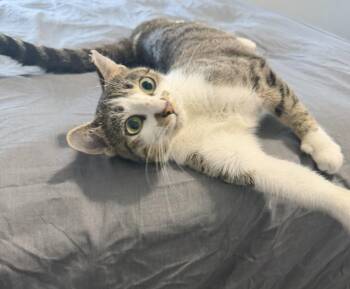 Maggie -  Domestic Short Hair Cat for Adoption in Grovetown, Georgia - Maggie | PetCurious