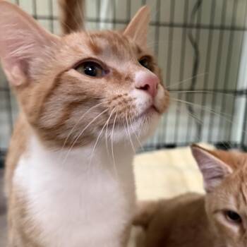 Moss -  Domestic Short Hair Cat for Adoption in Kent, Washington - Moss | PetCurious