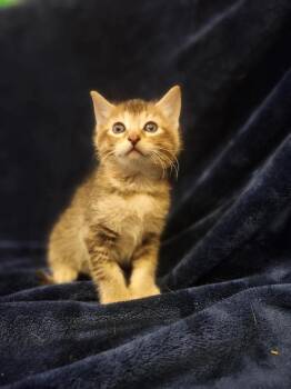 Domestic Short Hair Cats Available for Adoption in Warner Robins, Georgia - Athena | PetCurious