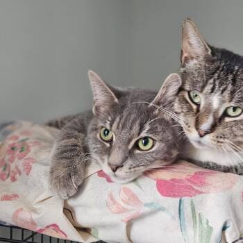 Domestic Medium Hair Cats Available for Adoption - Liam | PetCurious