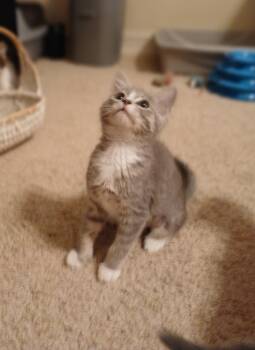 Domestic Short Hair Cats Available for Adoption in Duluth, Georgia - Saoirse | PetCurious