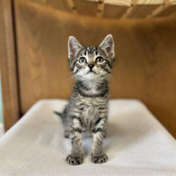 Linda from Accounting--In Foster -  Domestic Short Hair Cat for Adoption in Fargo, North Dakota - Linda From Accounting--In Foster | PetCurious
