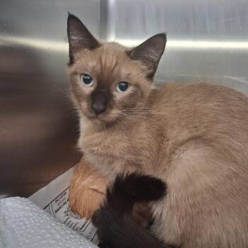 Tom -  Domestic Short Hair Cat for Adoption in Pauls Valley, Oklahoma - Tom | PetCurious