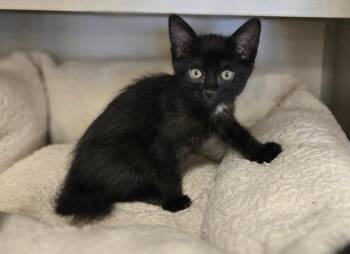 Emily Binx -  Domestic Short Hair Cat for Adoption in New Rochelle, New York - Emily Binx | PetCurious
