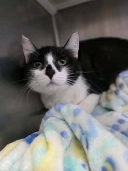 Rescue Domestic Short Hair Cats for Adoption in Sullivan, Indiana - Moo Moo | PetCurious