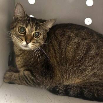 Juju -  Domestic Short Hair and Tabby Cat for Adoption in Greenfield, Indiana - Juju | PetCurious