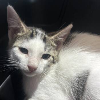 Pate -  Domestic Short Hair Cat for Adoption in Leander, Texas - Pate | PetCurious