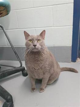 Domestic Short Hair Cats Available for Adoption in Corpus Christi, Texas - MICKEY | PetCurious