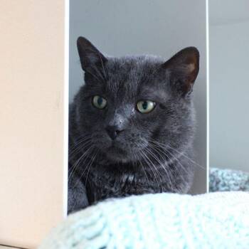 Domestic Short Hair Cats Available for Adoption in Des Moines, Iowa - Tiki | PetCurious
